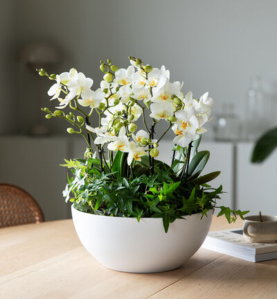 Hvit orkidésammenplanting hvit skål 